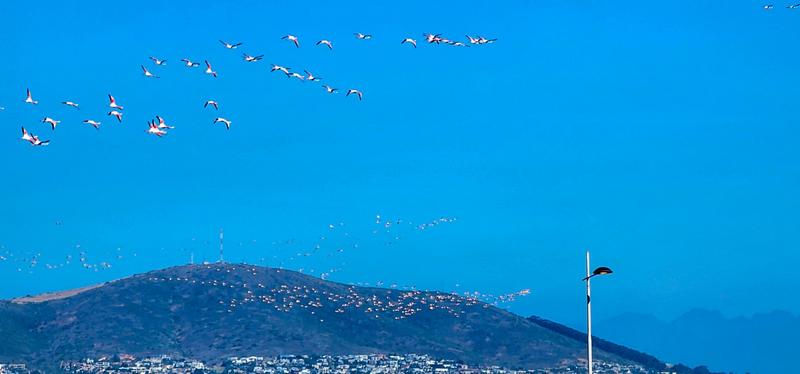 To Let 1 Bedroom Property for Rent in Dolphin Beach Western Cape